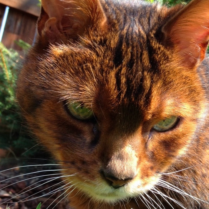Erika's Awesome Pawsome Cat Sitting