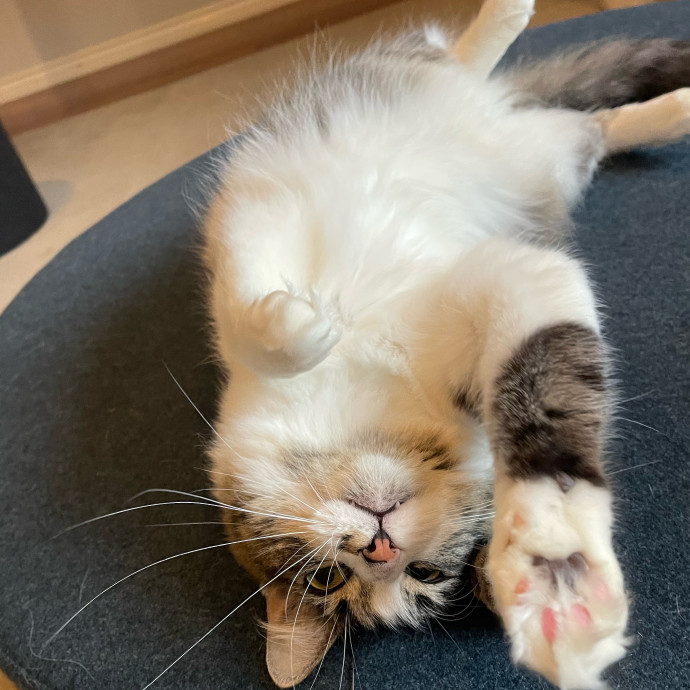 Erika's Awesome Pawsome Cat Sitting