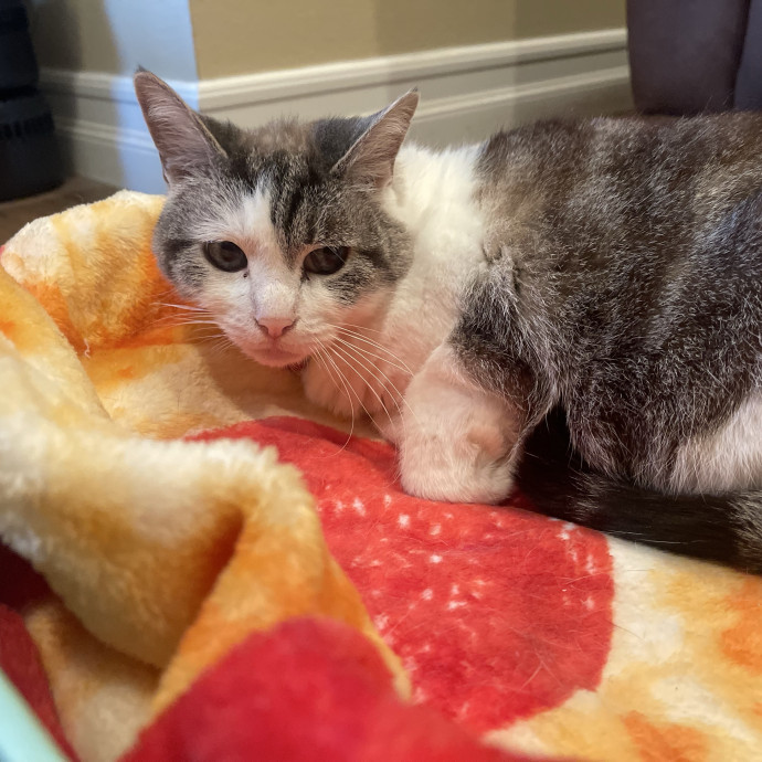 Erika's Awesome Pawsome Cat Sitting