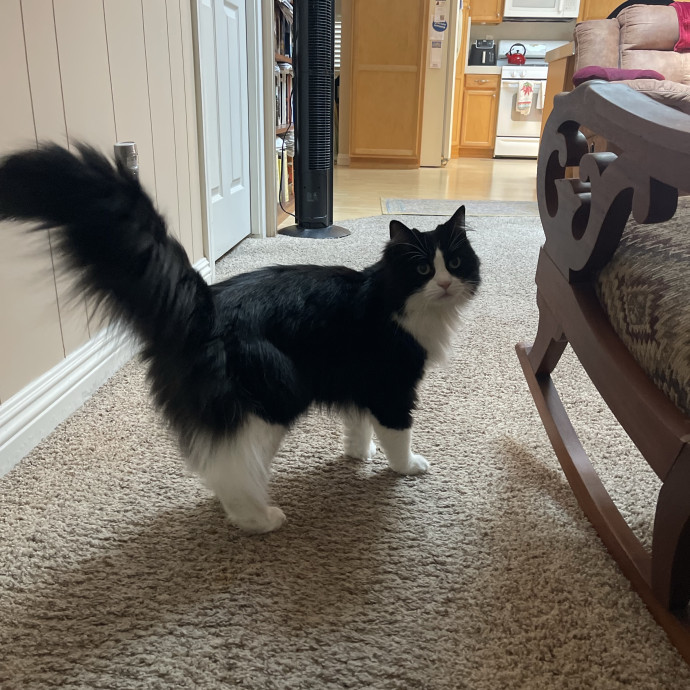 Erika's Awesome Pawsome Cat Sitting