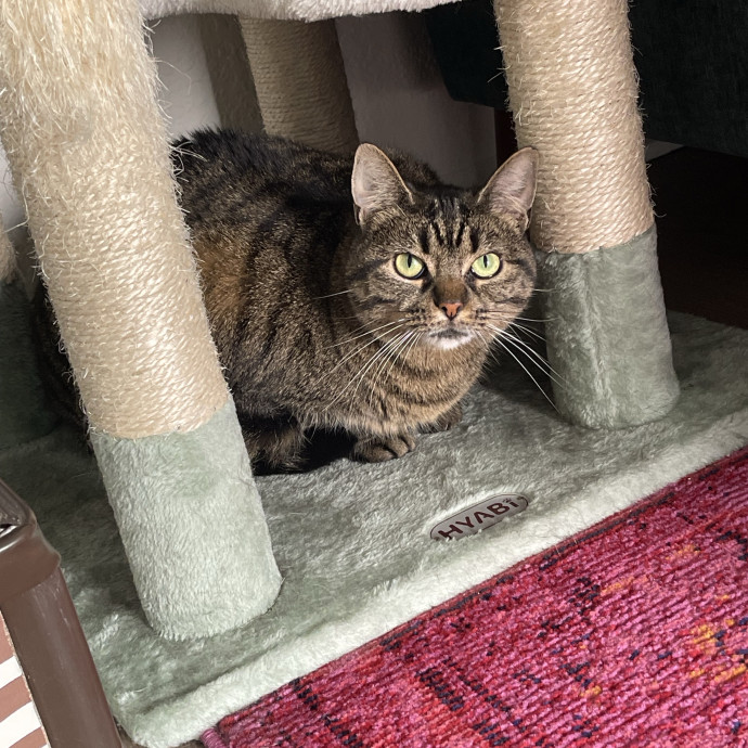 Erika's Awesome Pawsome Cat Sitting