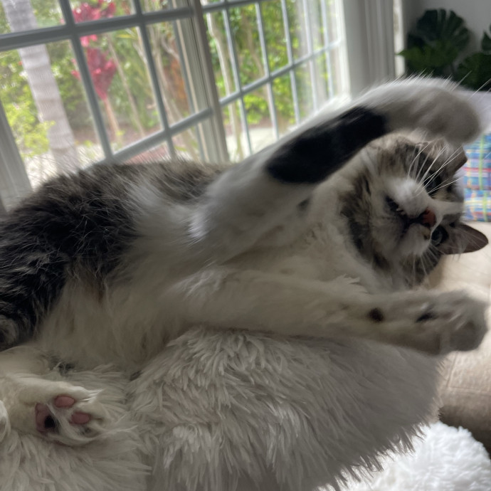 Erika's Awesome Pawsome Cat Sitting