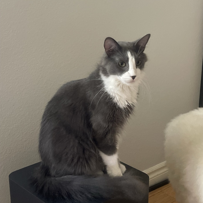 Erika's Awesome Pawsome Cat Sitting