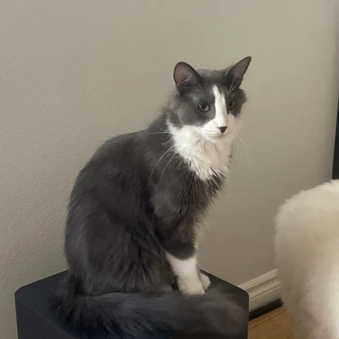 Erika's Awesome Pawsome Cat Sitting