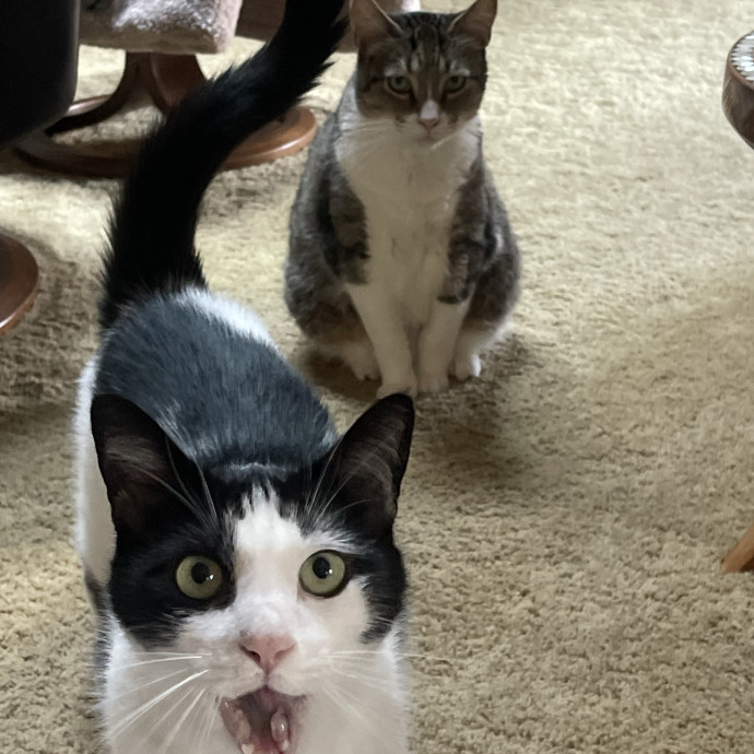 Erika's Awesome Pawsome Cat Sitting
