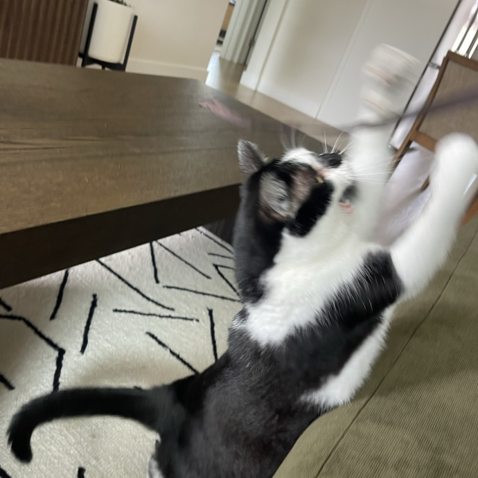 Erika's Awesome Pawsome Cat Sitting