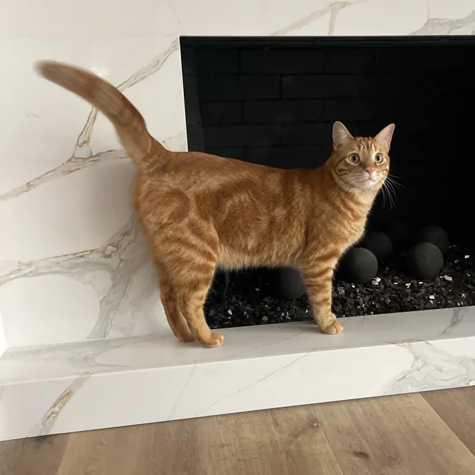 Erika's Awesome Pawsome Cat Sitting