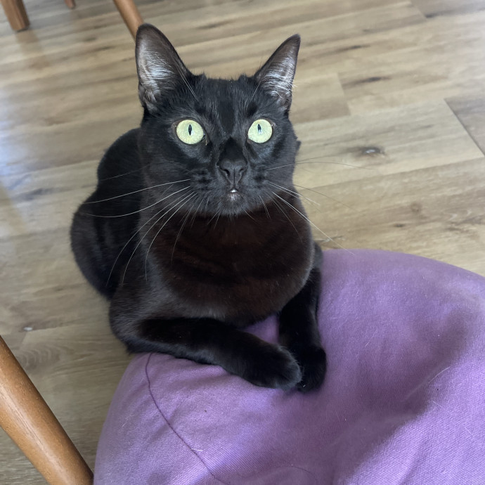 Erika's Awesome Pawsome Cat Sitting