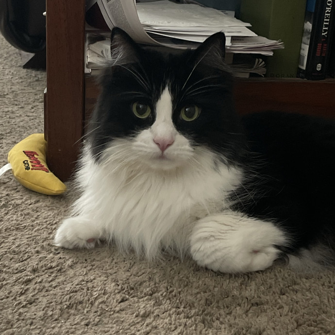 Erika's Awesome Pawsome Cat Sitting