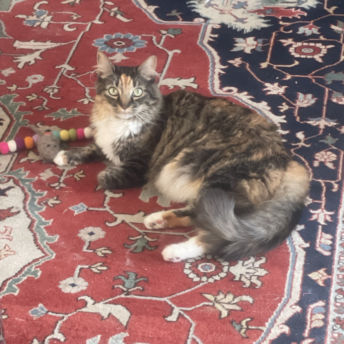 Erika's Awesome Pawsome Cat Sitting