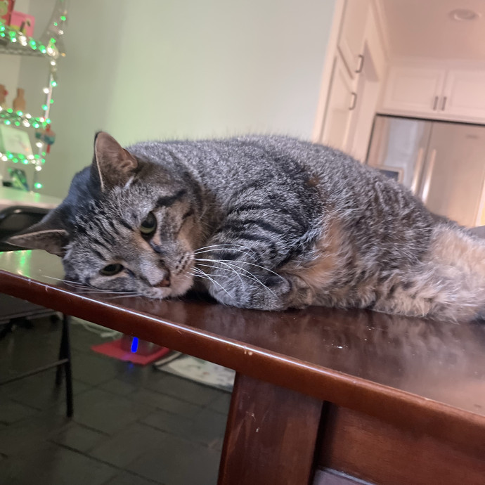 Erika's Awesome Pawsome Cat Sitting