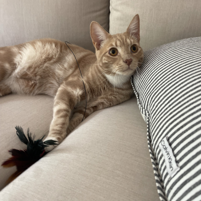 Erika's Awesome Pawsome Cat Sitting photo 3