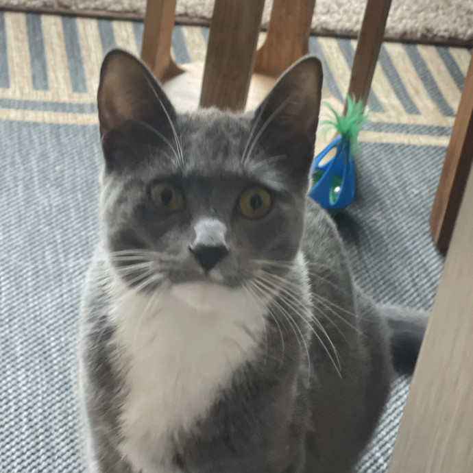 Erika's Awesome Pawsome Cat Sitting photo 2