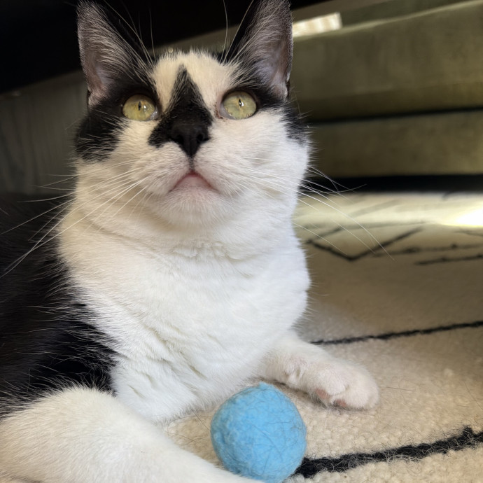 Erika's Awesome Pawsome Cat Sitting