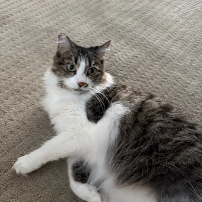 Erika's Awesome Pawsome Cat Sitting photo 3