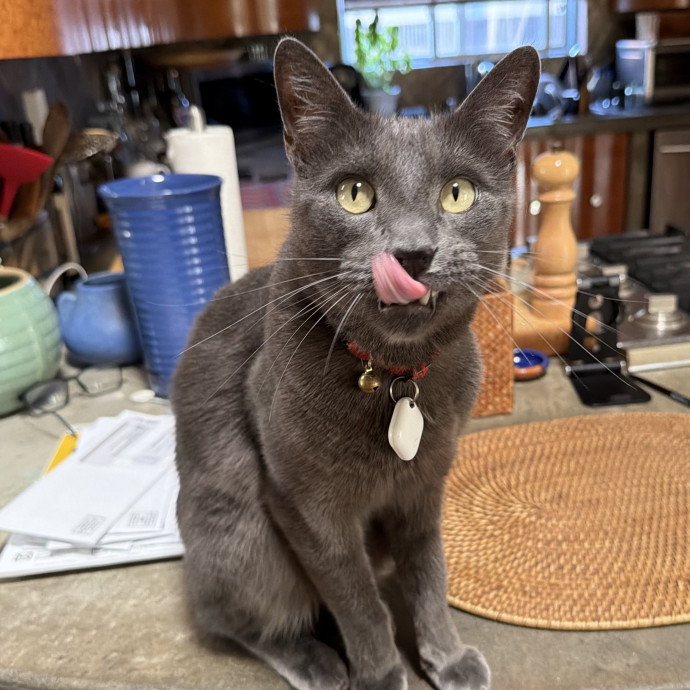 Erika's Awesome Pawsome Cat Sitting photo 2