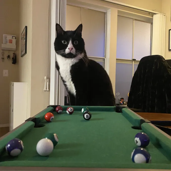 I Love Cats