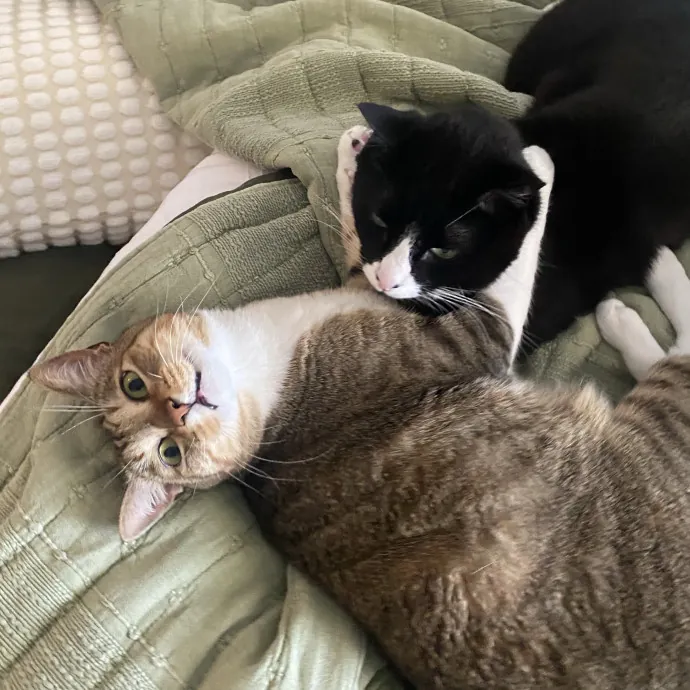 I Love Cats
