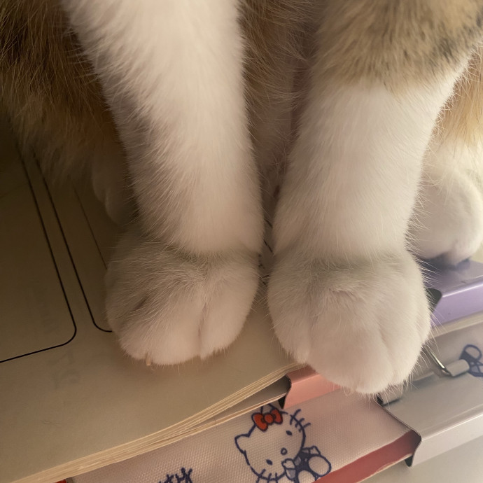 I Love Cats