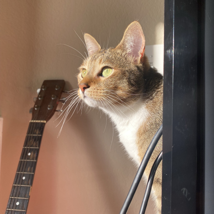 I Love Cats