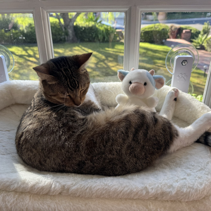 I Love Cats