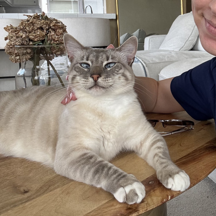 I Love Cats
