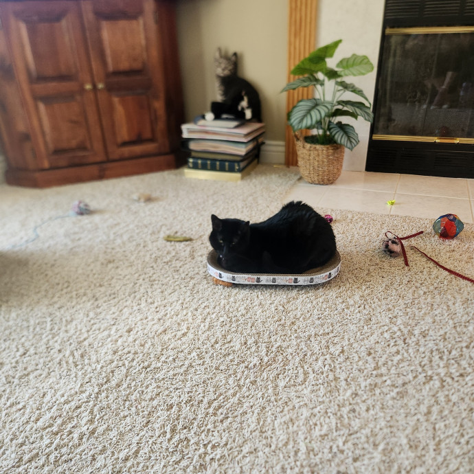 For The Love Of Kitties