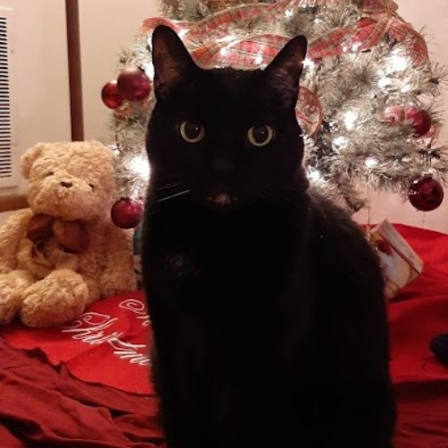 Carolyn's Purrfect Paws Lakeview East