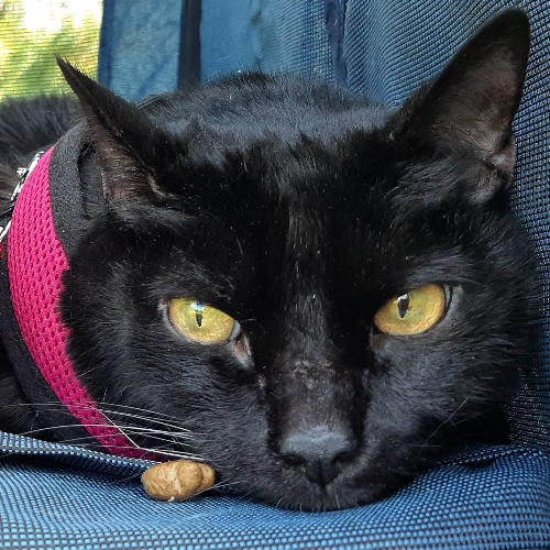 Carolyn's Purrfect Paws Lakeview East