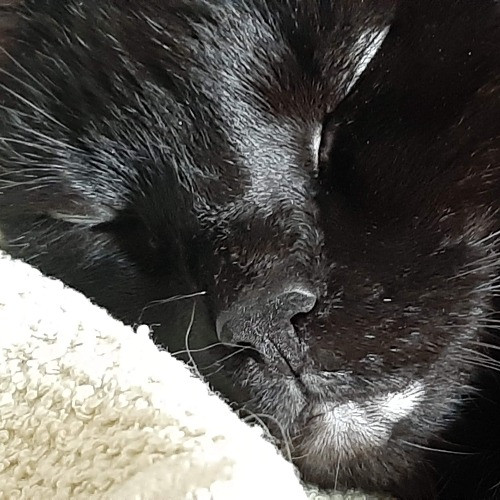 Carolyn's Purrfect Paws Lakeview East photo 3