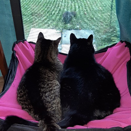 Carolyn's Purrfect Paws Lakeview East photo 2
