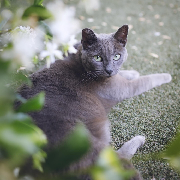 The Cat Nanny