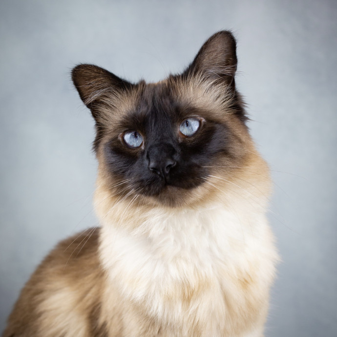 The Cat Nanny