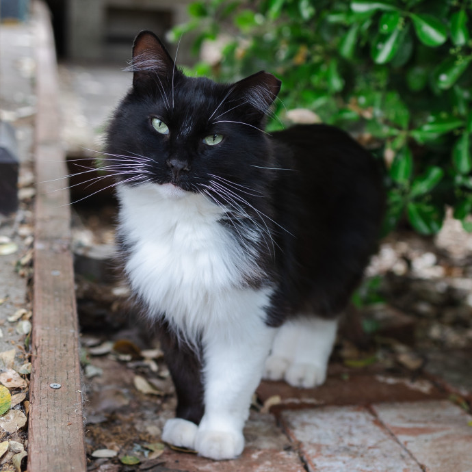 The Cat Nanny