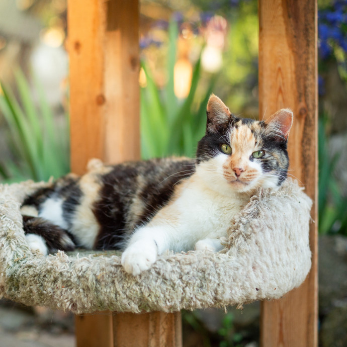 The Cat Nanny