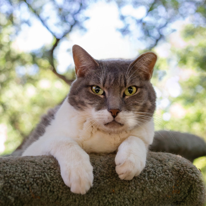 The Cat Nanny