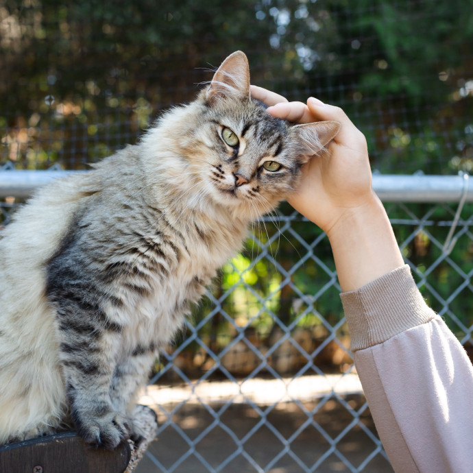 The Cat Nanny