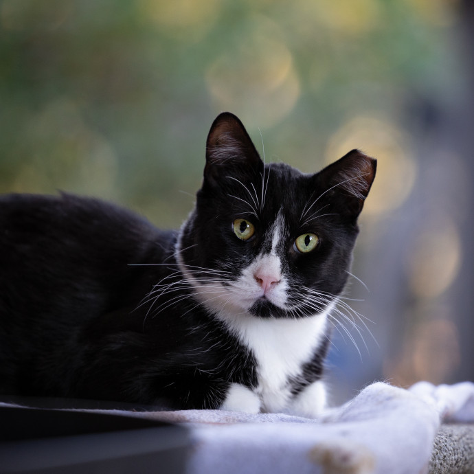 The Cat Nanny