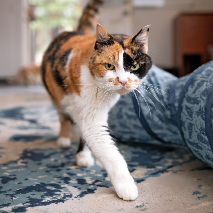 The Cat Nanny
