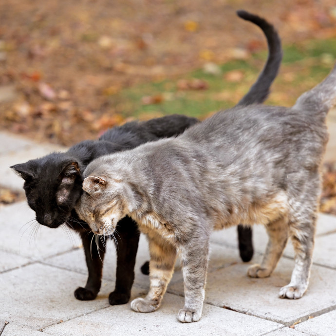 The Cat Nanny