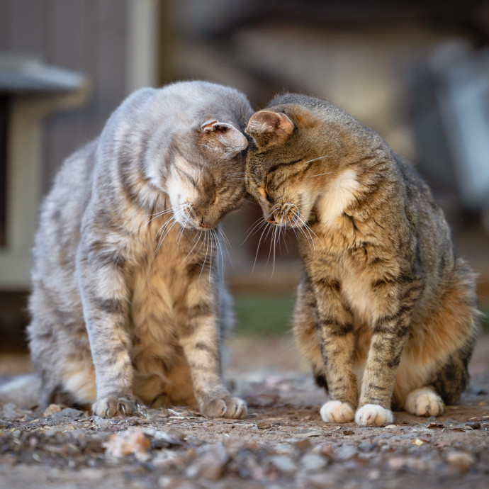 The Cat Nanny