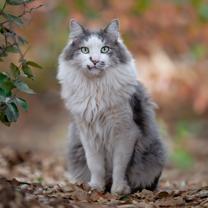 The Cat Nanny
