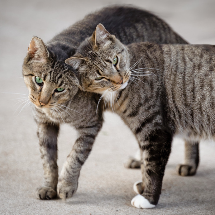 The Cat Nanny
