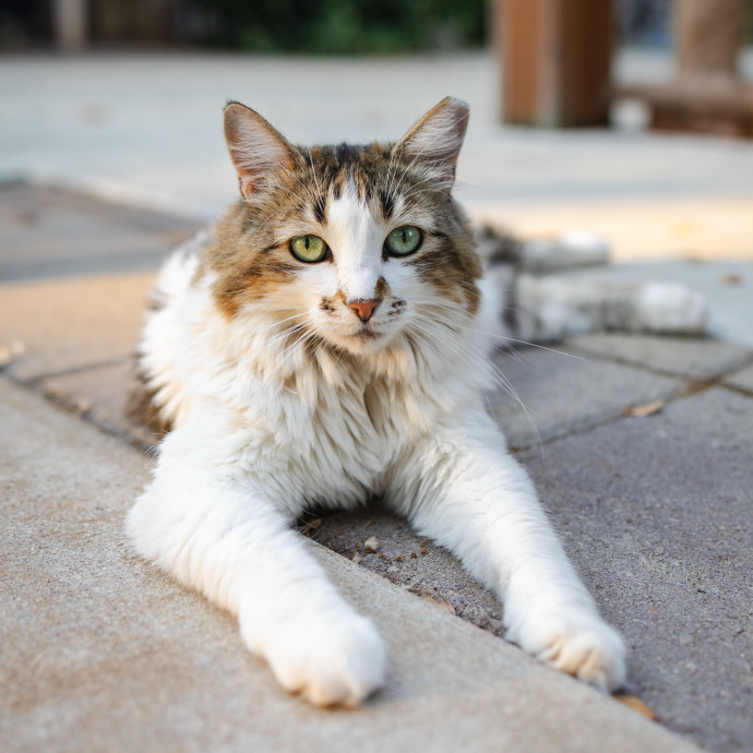 The Cat Nanny