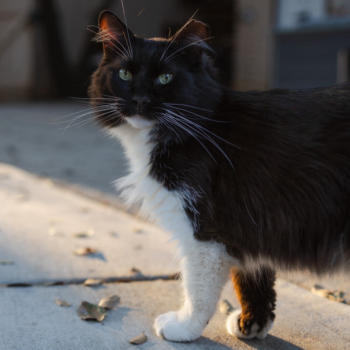 The Cat Nanny