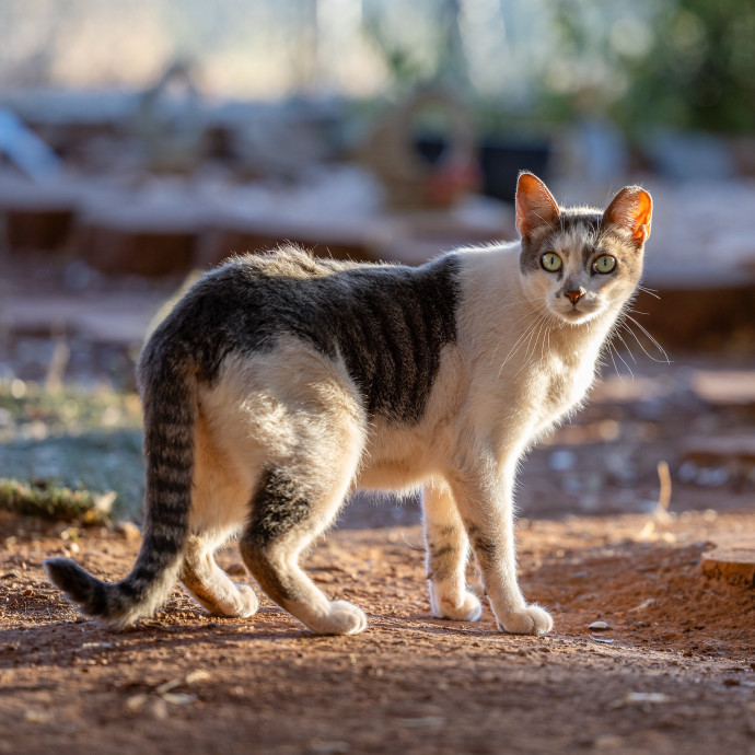 The Cat Nanny
