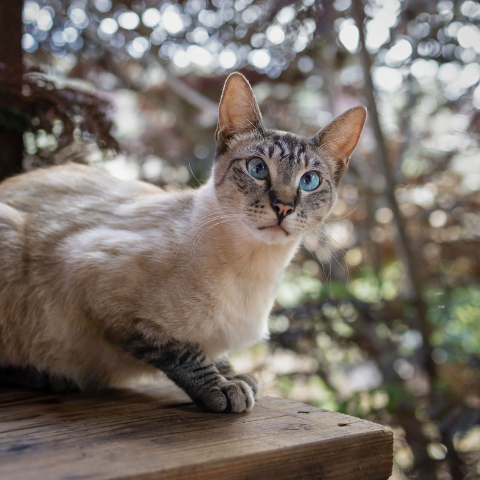 The Cat Nanny photo 2