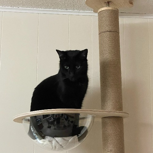 Lorelei's Love For Cats
