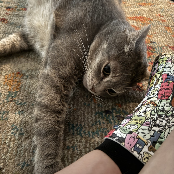 Lorelei's Love For Cats