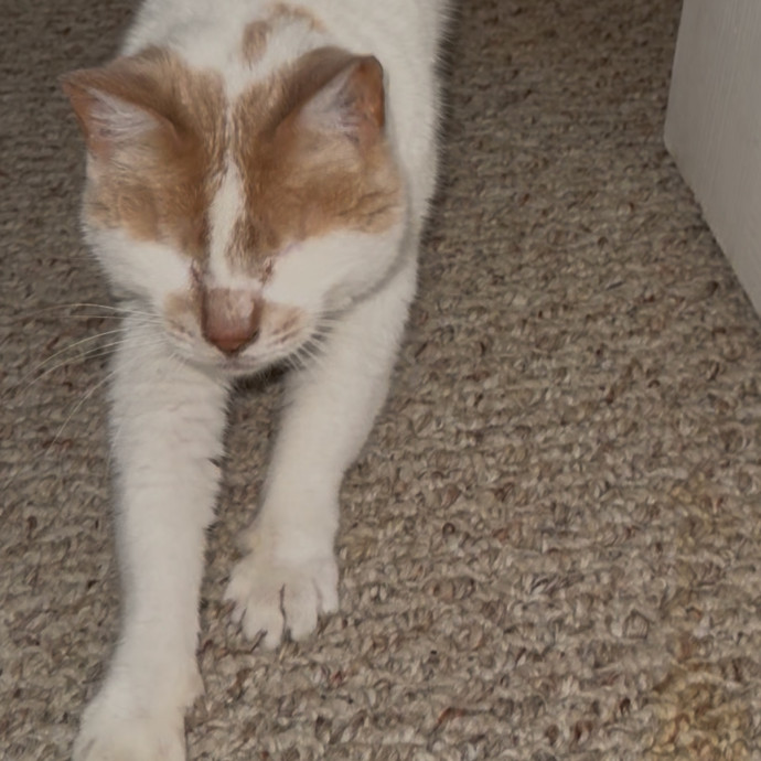 Lorelei's Love For Cats